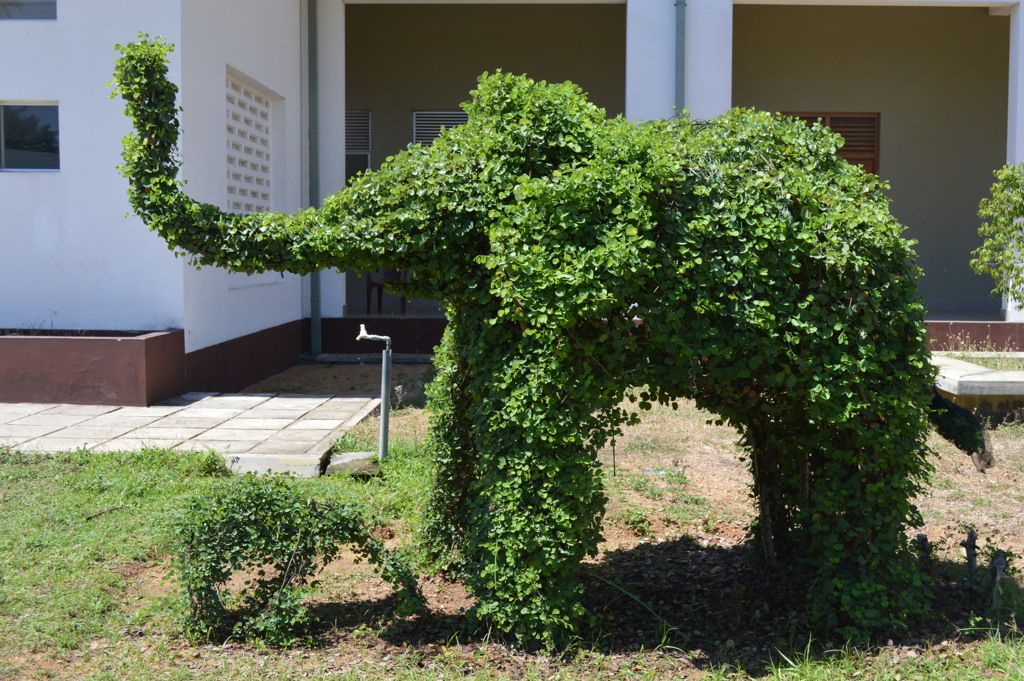 Tree Elephant